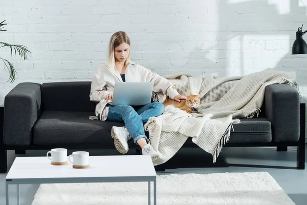 Attraktive Freiberuflerin palmt süße Ingwerkatze auf Sofa im Wohnzimmer und arbeitet mit Laptop — Stockfoto