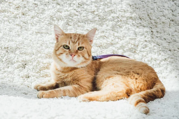 Милая бытовая красная кошка с поводком лежит на белом мягком ковре в гостиной и смотрит в камеру — стоковое фото