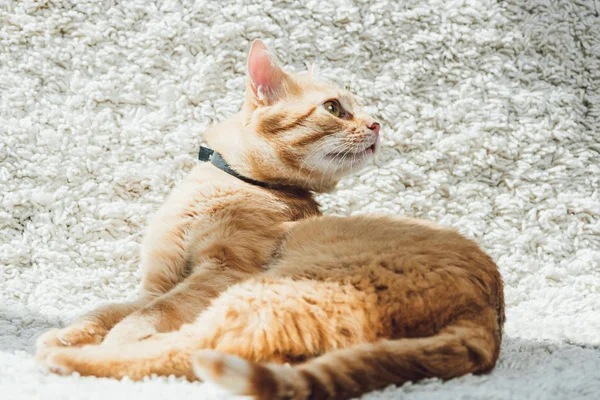 Lindo gato rojo doméstico mirando lejos en blanco suave alfombra en sala de estar - foto de stock