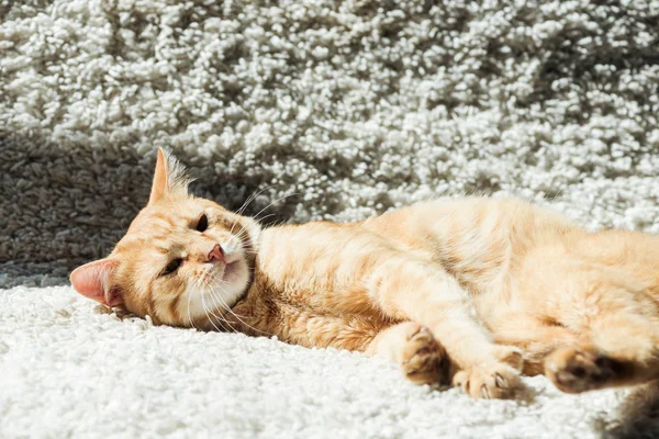 Carino gatto rosso domestico sdraiato su tappeto morbido bianco in soggiorno — Foto stock