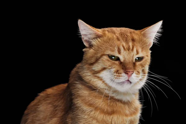 Irritado doméstico tabby gato isolado no preto — Fotografia de Stock