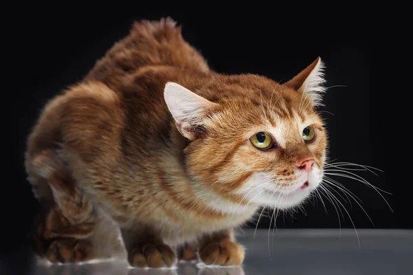 Scared cute domestic red cat looking up on black — Stock Photo