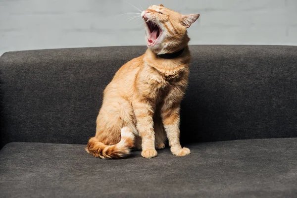 Lindo doméstico jengibre gato sentado y bostezar en sofá en sala de estar - foto de stock