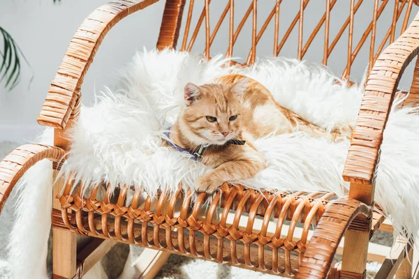 Lindo doméstico jengibre gato acostado en mecedora en sala de estar - foto de stock
