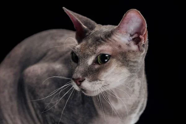 Gatto sfinge con lunghi baffi distogliendo lo sguardo isolato sul nero — Foto stock