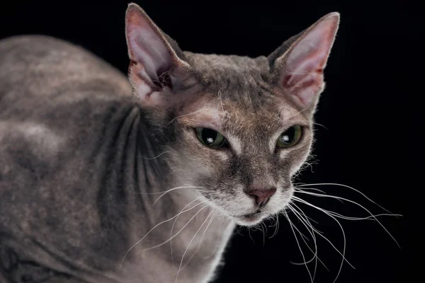 Domestique gris chat sphynx regarder loin isolé sur noir — Photo de stock