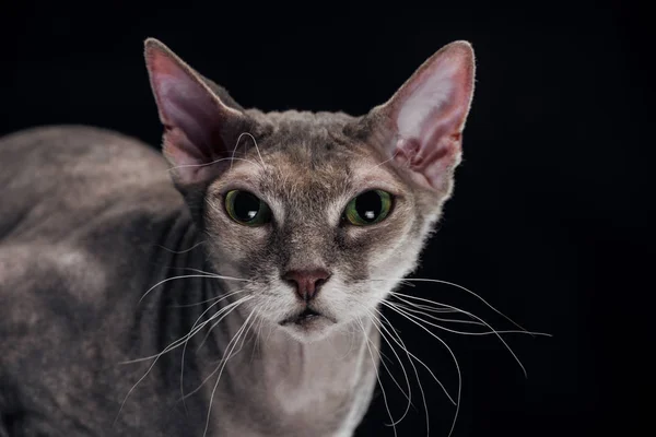 Inländische graue Sphynx-Katze blickt auf Kamera isoliert auf schwarz — Stockfoto