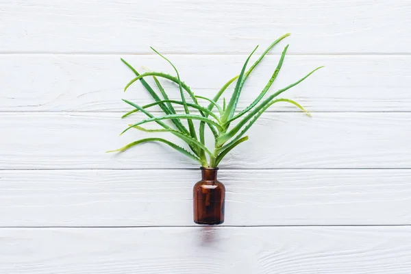 Vista elevata di bottiglia di olio essenziale naturale e aloe vera su tavolo di legno bianco — Foto stock