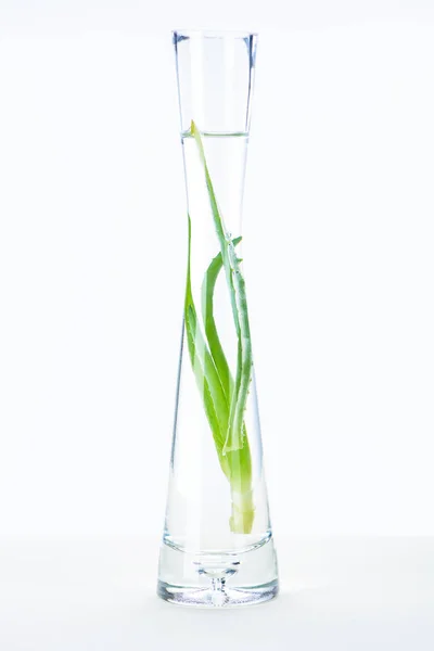 Florero transparente de aceite esencial de hierbas naturales con aloe vera en la superficie blanca - foto de stock