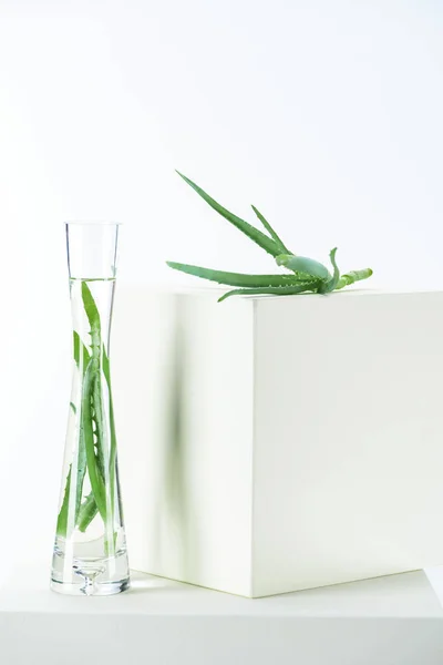 Vase of natural herbal essential oils with aloe vera on white cubes — Stock Photo