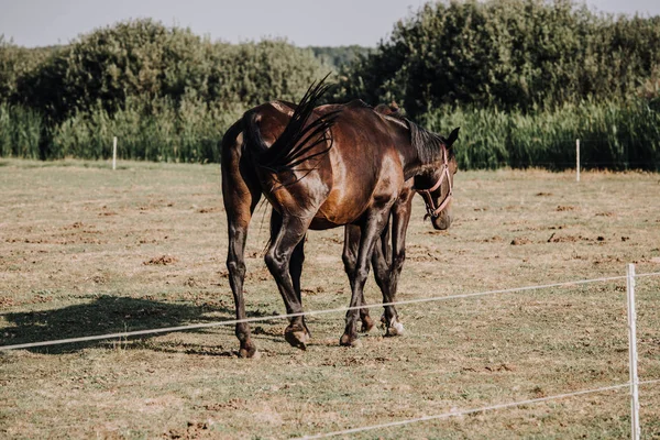 Rear view of beautiful black horses grazing on field in countryside — Stock Photo