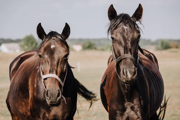 Retrato de belos cavalos negros pastando no campo no campo — Fotografia de Stock