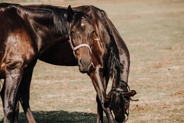 Schöne schwarze Pferde grasen auf dem Feld in der Landschaft — Stockfoto