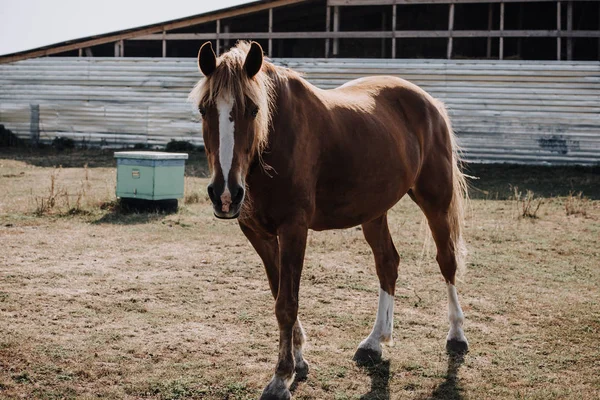 Belo cavalo marrom pastando no prado no campo — Fotografia de Stock