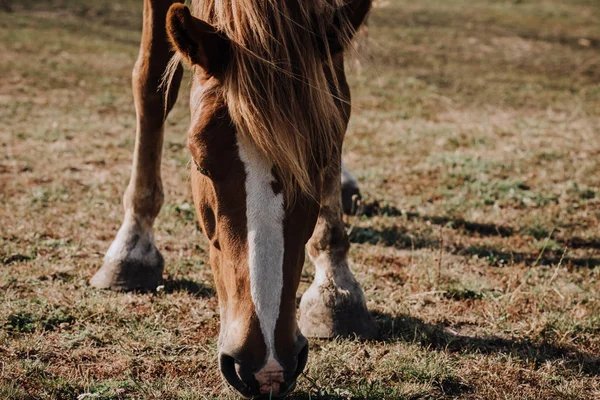 Vista de cerca de hermoso caballo marrón pastando en el prado en el campo - foto de stock