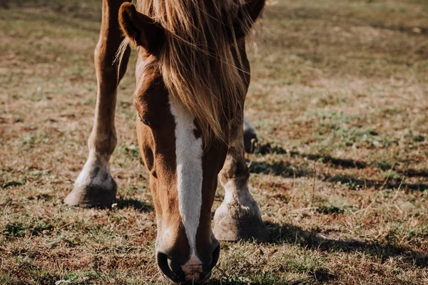 Close up view of beautiful brown horse pastzing on meadow in countryside — стоковое фото