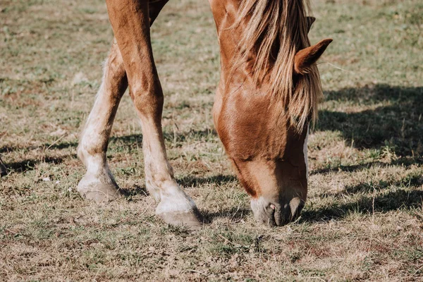 Vista de cerca de hermoso caballo marrón pastando en el prado en el campo - foto de stock