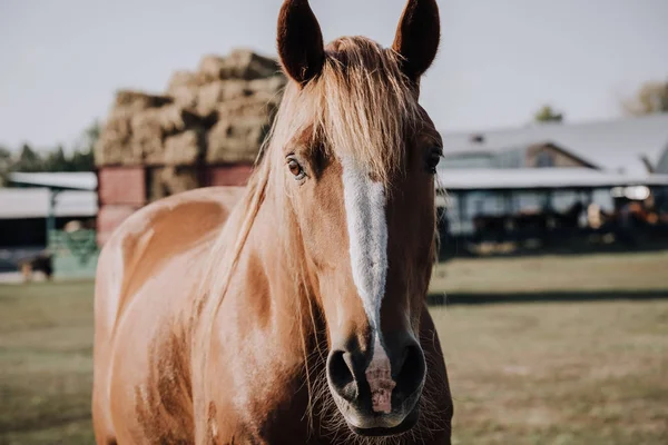 Porträt eines schönen braunen Pferdes, das auf einer Weide im Grünen weidet — Stockfoto