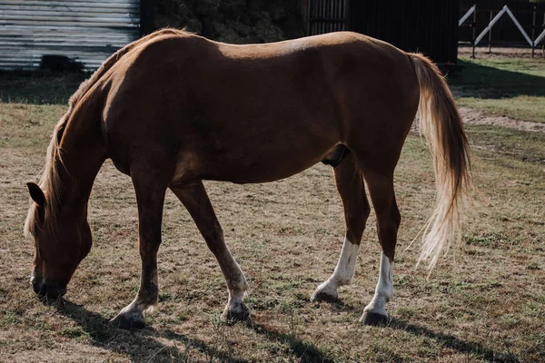 Красивий коричневий кінь пасе на лузі на фермі — стокове фото