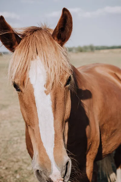 Retrato de belo cavalo marrom pastando no prado no campo — Fotografia de Stock