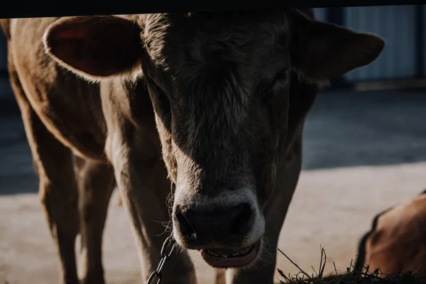 Крупный план домашнего теленка, стоящего в стойле на ферме — стоковое фото