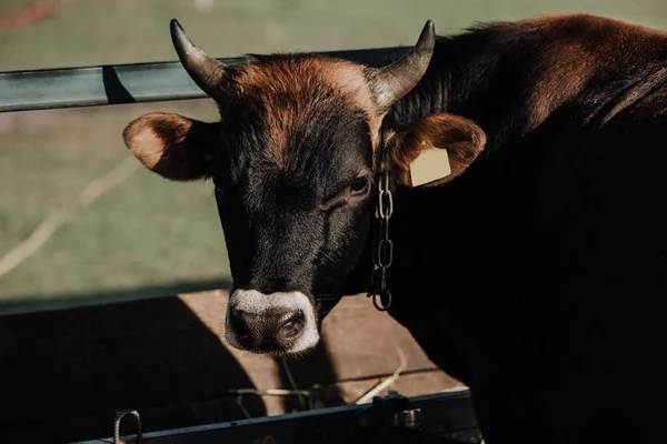 Ritratto di bella mucca domestica in piedi in stalla in fattoria — Foto stock