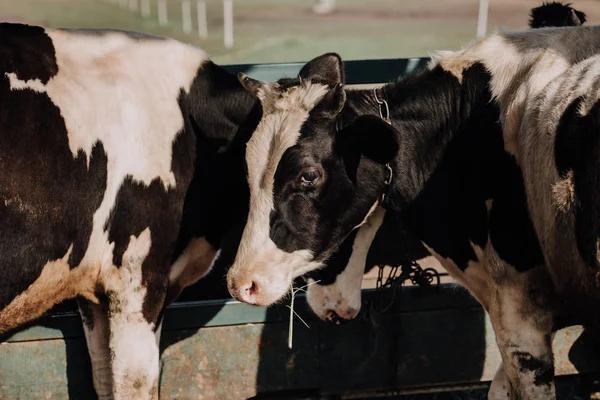 Vacas hermosas domésticas de pie en establo en la granja - foto de stock