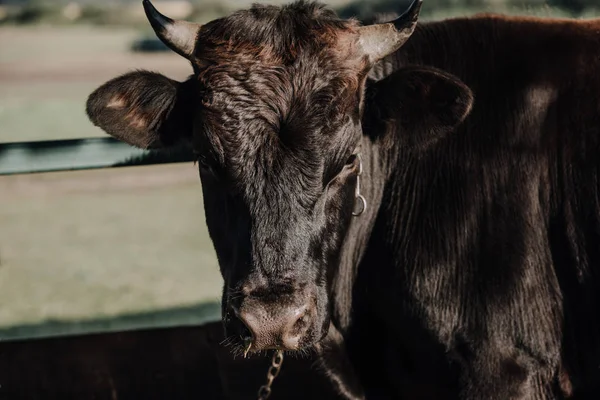 Messa a fuoco selettiva della mucca domestica nera in piedi in stalla presso l'azienda agricola — Foto stock