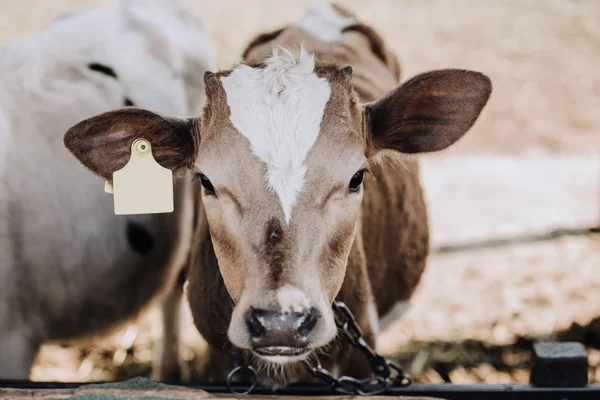 Ritratto di adorabile vitello domestico in piedi in stalla in fattoria — Foto stock