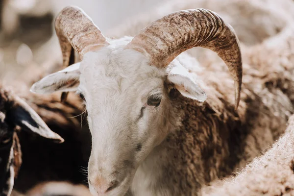 Close up view of sheep grazing with herd in corral at farm — Stock Photo