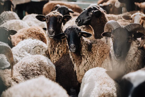 Primer plano vista de rebaño de ovejas pardas pastando en corral en la granja - foto de stock