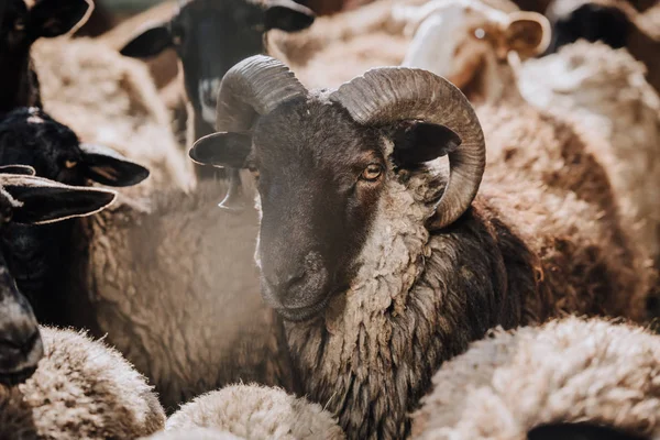 Enfoque selectivo del pastoreo de ovejas con rebaño en corral en la granja - foto de stock