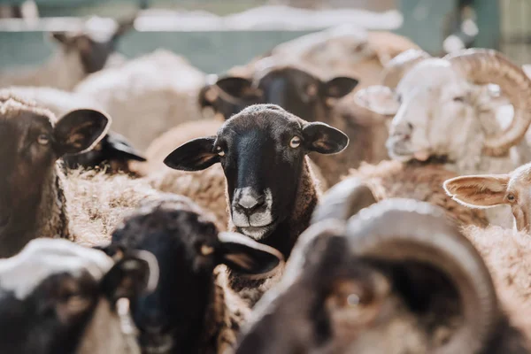 Troupeau de moutons bruns paissant dans le corral à la ferme — Photo de stock