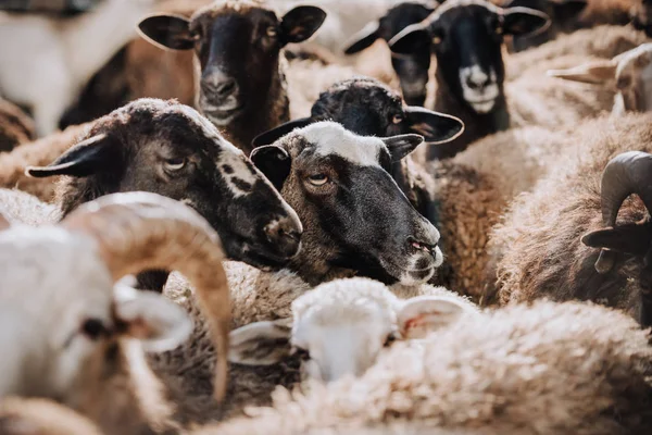 Enfoque selectivo del rebaño de ovejas pardas que pastan en corral en la granja - foto de stock
