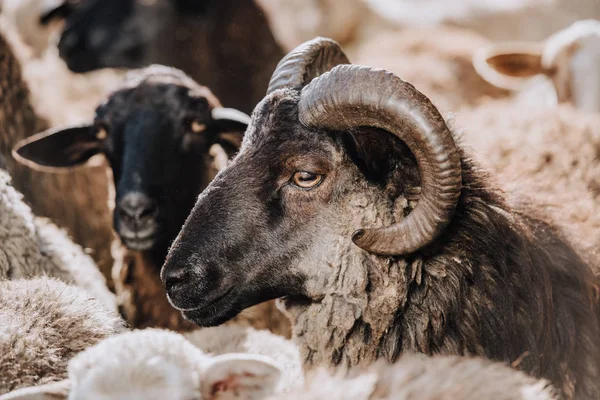 Vue rapprochée du pâturage des moutons avec troupeau dans le corral à la ferme — Photo de stock