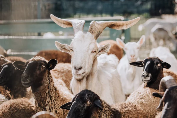 Pâturage de chèvres avec moutons bruns dans le corral à la ferme — Photo de stock