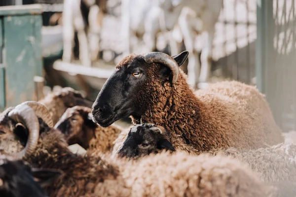 Messa a fuoco selettiva di pecore brune al pascolo con gregge in recinto in azienda agricola — Foto stock