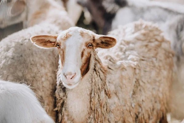 Portrait of sheep grazing with herd in corral at farm — Stock Photo