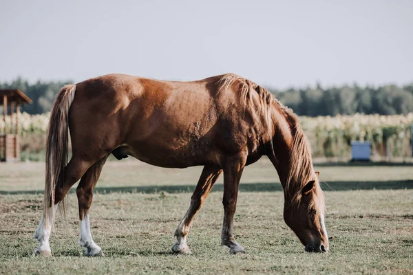Foco seletivo de belo cavalo marrom pastando no prado na fazenda — Fotografia de Stock