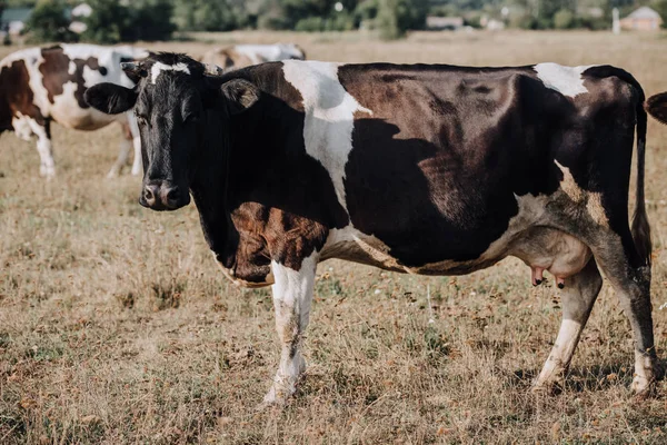 Escena rural con vacas domésticas pastando en el prado en el campo - foto de stock