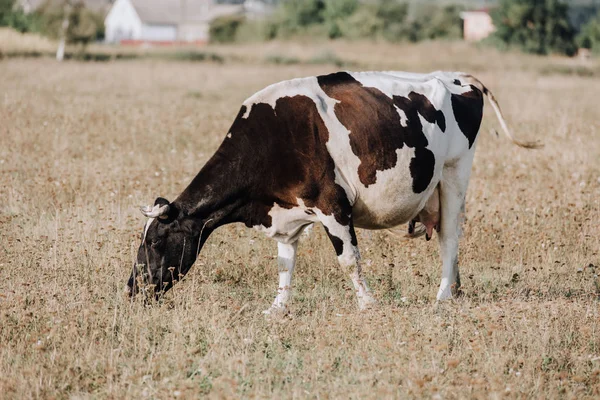 Scena rurale con mucca domestica al pascolo sul campo in campagna — Foto stock