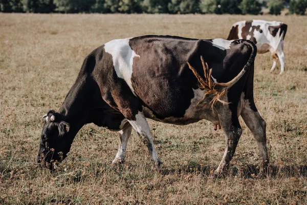 Scena rurale con mucche domestiche al pascolo sul prato in campagna — Foto stock