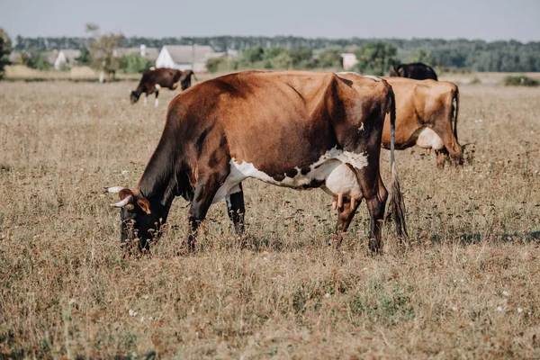 Ländliche Szene mit heimischen Kühen, die auf der Weide im Grünen grasen — Stockfoto