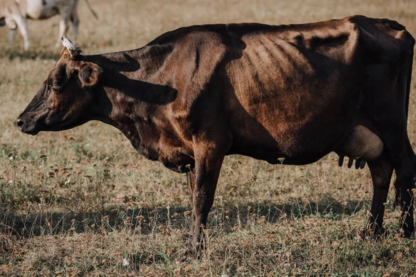 Enfoque selectivo de la vaca negra pastando en el prado en el campo - foto de stock