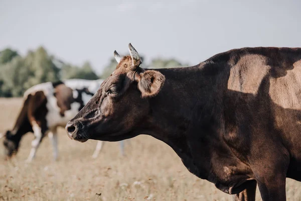 Close up view of black cow grazing on meadow in countryside — Stock Photo