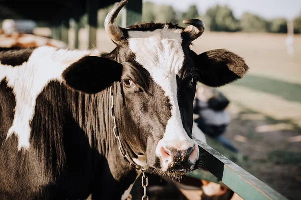 Retrato de hermosa vaca doméstica de pie en el establo de la granja - foto de stock