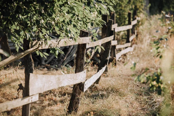 Foyer sélectif de feuilles vertes et clôture en bois sur prairie à la campagne — Photo de stock