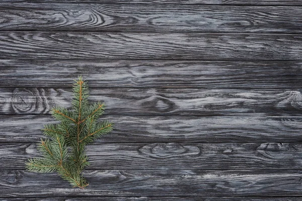 Top view of beautiful evergreen fir twig on wooden background — Stock Photo