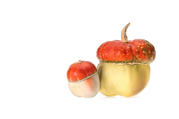 Big and small ripe autumnal pumpkins isolated on white — Stock Photo