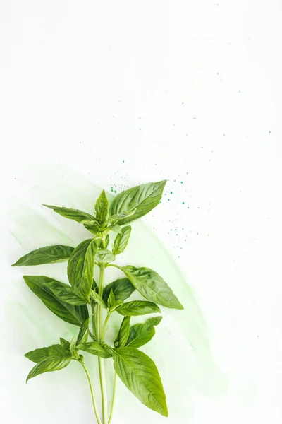 Top view of bunch of aromatic basil brunches on white surface with green watercolor strokes — Stock Photo